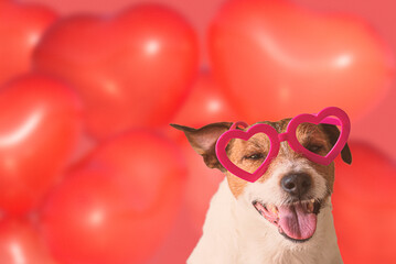 Happy dog with a lot of heart balloons in background