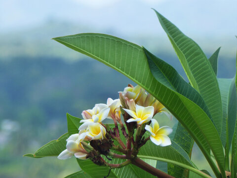 White and yellow Araliya flowers (Plumeria/Frangipani) 