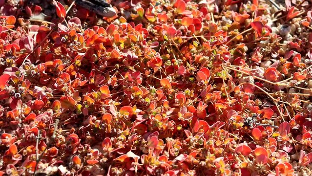 Whitemargin Sandmat, Euphorbia Albomarginata, a native herb displaying aging simple opposite ovately oblong leaves in Autumn at the Eagle Mountains.