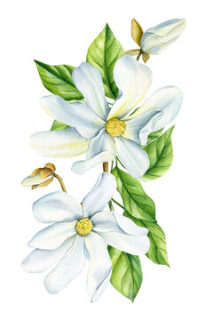 White Magnolia, beautiful branches with spring flowers, isolated white background in watercolor. Floral design elements