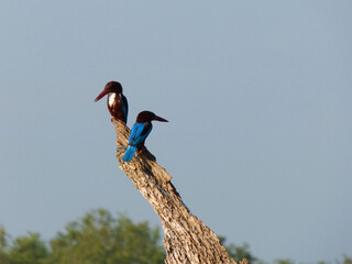 Black-capped kingfisher (Halcyon pileata) in Sri lanka
