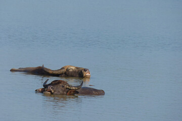 water buffalos (Bubalus bubalis) in Udawalawe national park, Sri Lanka