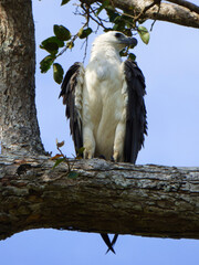 white-bellied sea eagle (icthyophaga leucogaster) in udawalawe national park, sri lanka