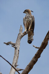 Crested goshawk (Accipiter trivirgatus) in Udawalawe national park, Sri Lanka