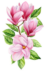 Magnolia flower, beautiful branches with prink flowers, isolated white background in watercolor. Floral design elements