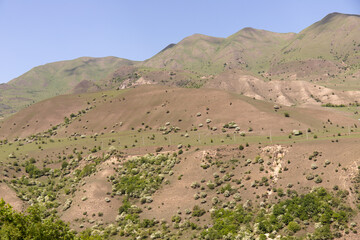 Blooming white trees on the mountainside. Kusar region. Azerbaijan.