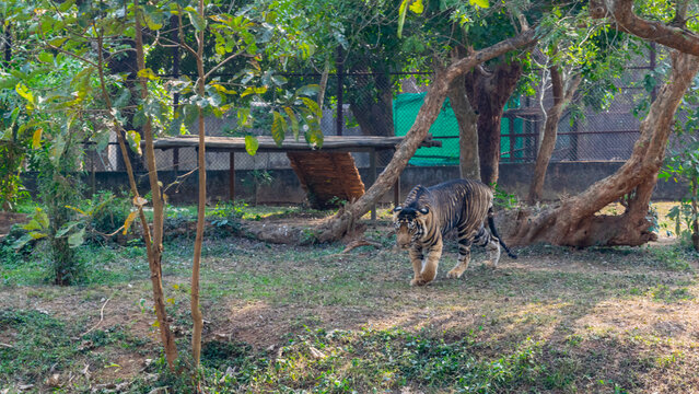 Nandanakanan Zoological Parkin Winter Season at National Park bhubaneswar Orissa India
