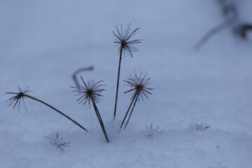 close up of a snow covered plant