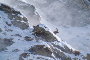 alpine ibex in the rutting season in the alps of the hohe tauern national park in austria at a...