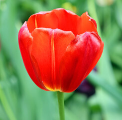 Tulips is a perennial, bulbous plant with showy flowers in the genus Tulipa, of which up to 109 species © Daniel Meunier