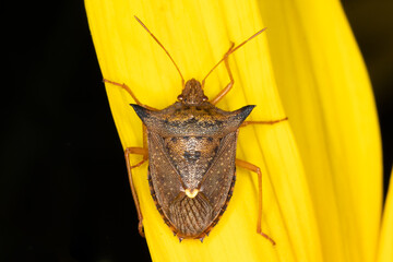 Euschistus heros - Neotropical brown stink bug is one of the most important pests of soybeans.