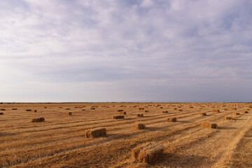 Fototapeta premium Lots of bales of hay on the field.