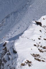 Fototapeta premium chamois female in the snow capped alps, the hohe tauern national park in austria, at a sunny winter day