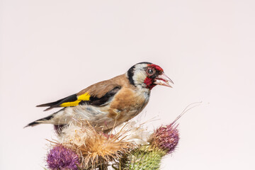 European goldfinch, feeding on the seeds of thistles. Carduelis carduelis.