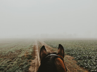Koń w mgle - obrazy, fototapety, plakaty