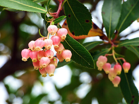 Beautiful strawberry tree flowers. They are flowers of pink tones, in the shape of small bells.
Flowers grow in clusters.