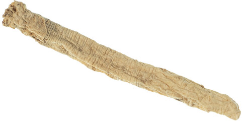 dang shen stick cut out on transparent background.