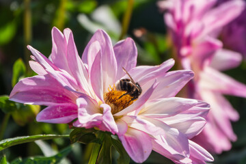 A bee collects nectar from pink dahlia flower in the garden in summer close-up.