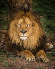 Naklejka premium Wild animals, portraits of animals 