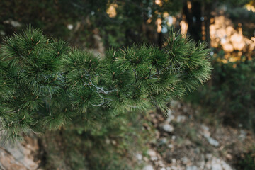 Fluffy branches of green pine tree. . Close-up.