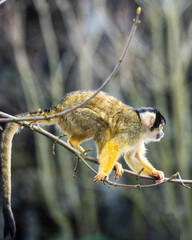 Obraz premium Wild animals, portraits of animals 