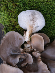 Pilze im Winter, Moos morsches Holz, Austernpilze, Oyster mushroom or oyster mushroom (Pleurotus...