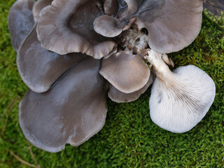 Pilze im Winter, Moos morsches Holz, Austernpilze, Oyster mushroom or oyster mushroom (Pleurotus...