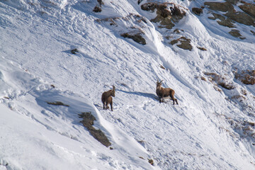 two alpine ibex in the snow capped alps, the hohe tauern national park in austria, at a sunny...