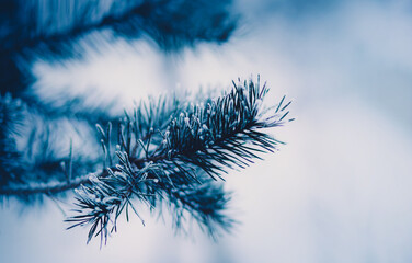 The beautiful needles on the branches of the pine tree were covered with frost on a cold frosty...