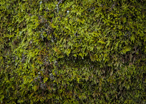 Detalhe de musgo na pedra, sinais de local &uacute;mido e com pouca exposi&ccedil;&atilde;o solar.