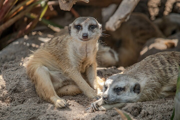 The meerkat (Suricata suricatta) or suricate is a small mongoose found in southern Africa
