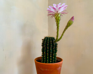 Large green Echinopsis oxygona cactus in a clay terracotta flower pot with blossoming delicate pink flower and bud against a beige decoratively plastered wall.