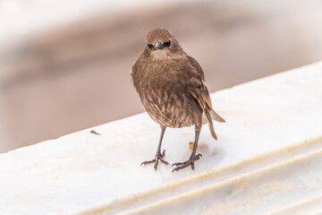 The common starling or Sturnus vulgaris or the European starling. Sitting on the fence in the garden in springtime.