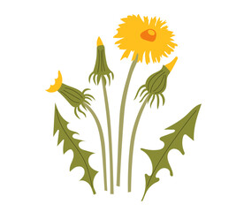 Dandelions set with flowers, buds and green  leaves vector illustration. Medicinal herb.