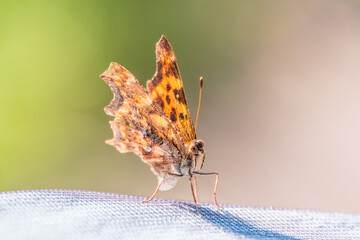 Orange colored butterfly (Polygonia c-album) resting