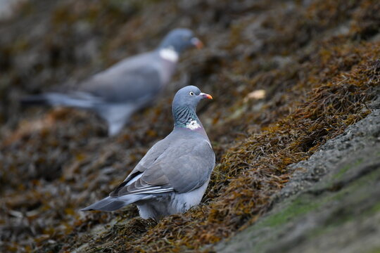 palomas torcaces buscando comida en la marisma