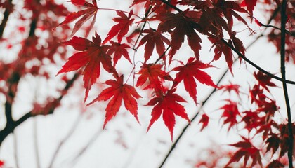 red maple leaves on the branches - Powered by Adobe