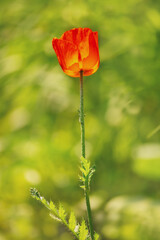 Red tulip on a blurred light green background