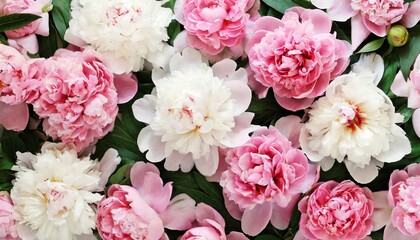 pink peony flowers pattern viewed from above flower background top view