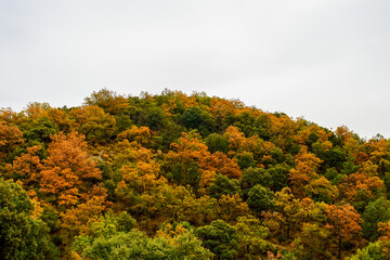 Fototapeta premium Mountain covered with forest, with autumn colors.