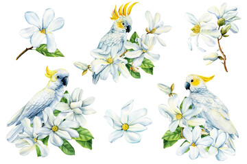 Beautiful white bird cockatoo sitting on branch of spring magnolia flowers isolated white background, watercolor clipart © Hanna