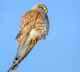 Turmfalke auf einem Ast