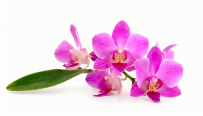 pink orchid isolated