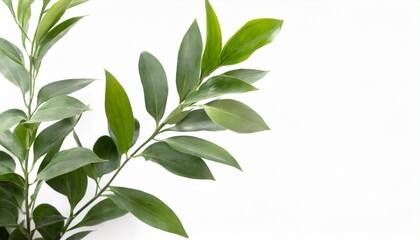 green leaves on background italian ruscus branch on isolated white background