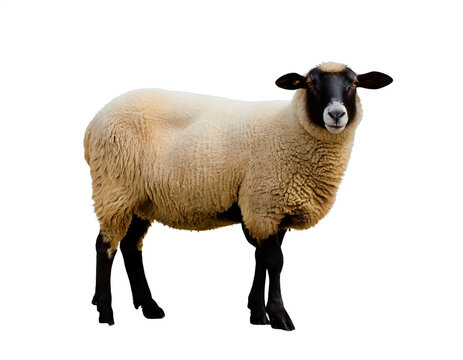 Schaf isoliert auf wei&szlig;en Hintergrund, Freisteller