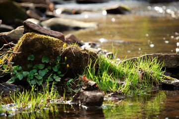 Stone in Stream