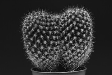 cactus on black