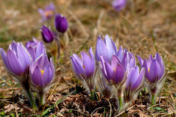 Fototapeta premium Purple pasque flower (Pulsatila grandis) on the pasque meadow in Brno, Czech republic. Threatened speacies of beautiful purple flower blooming during spring.