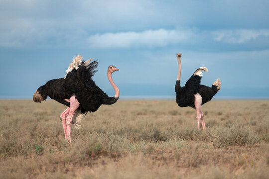 Habitat image of two male ostriches fluttering their wings to get rid of flies hovering on them at Ndutu conservation area, Tanzania