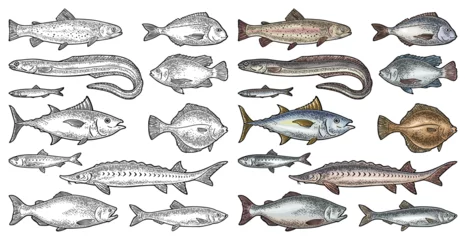 Fotobehang Whole fresh different types fish. Vector engraving vintage © MoreVector